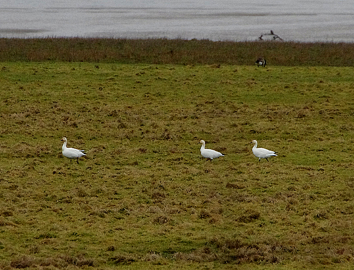 SNOW GOOSE . SLIMBRIDGE WWT . GLOUCESTERSHIRE . ENGLAND . 14 / 2 / 2022