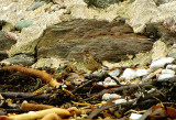 BUFF-BELLIED PIPIT . EAST PRAWLE . DEVON . 3 / 1 / 2022