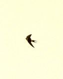 RED-RUMPED SWALLOW . DAWLISH . DEVON . 13 / 5 / 2021