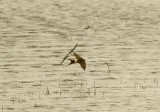 RED-RUMPED SWALLOW . THE EXMINSTER MARSHES . DEVON . 23 / 5 / 2021