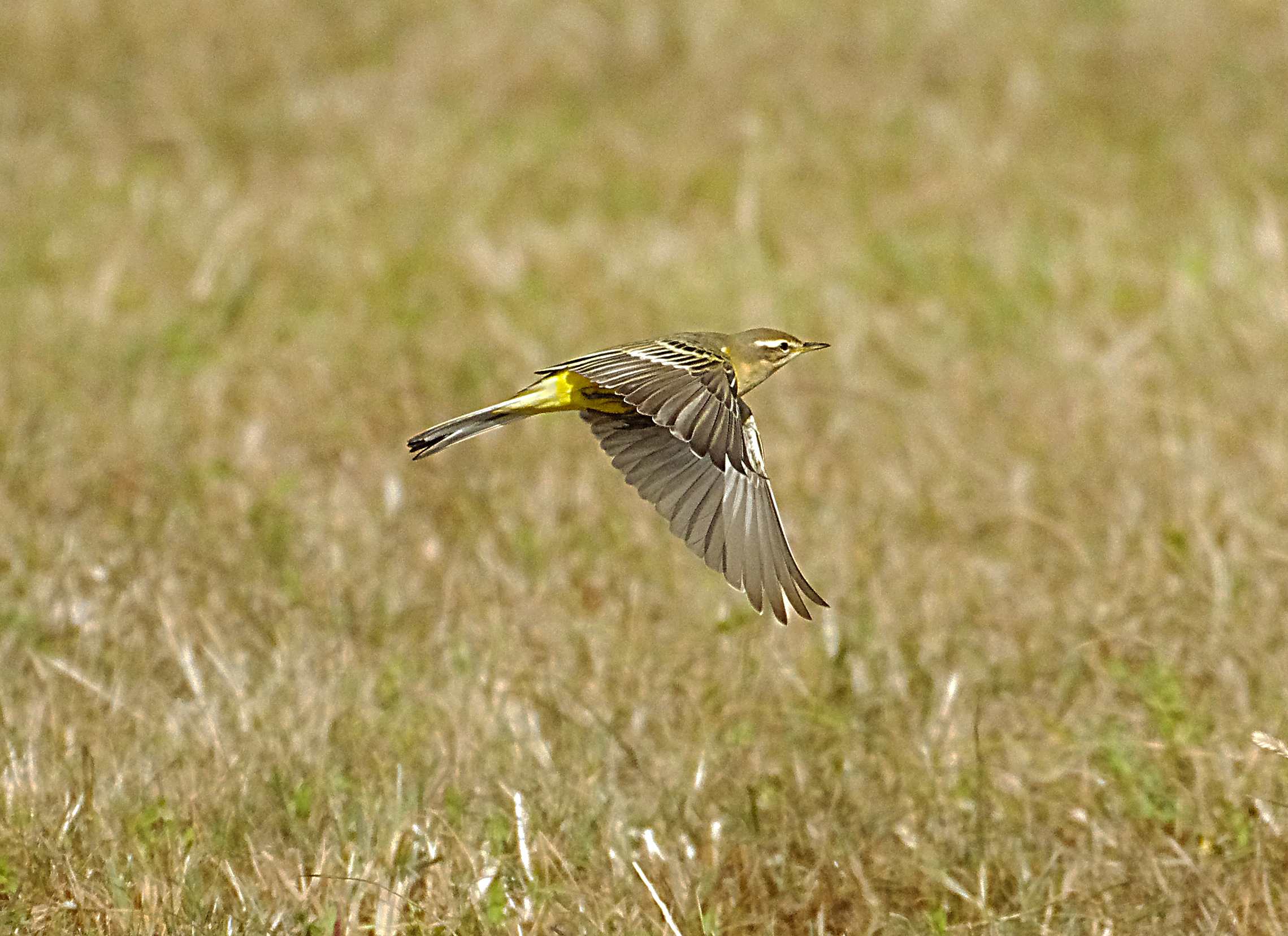 YELLOW WAGTAIL . ORCOMBE POINT . EXMOUTH . DEVON . 31 / 8 / 2022