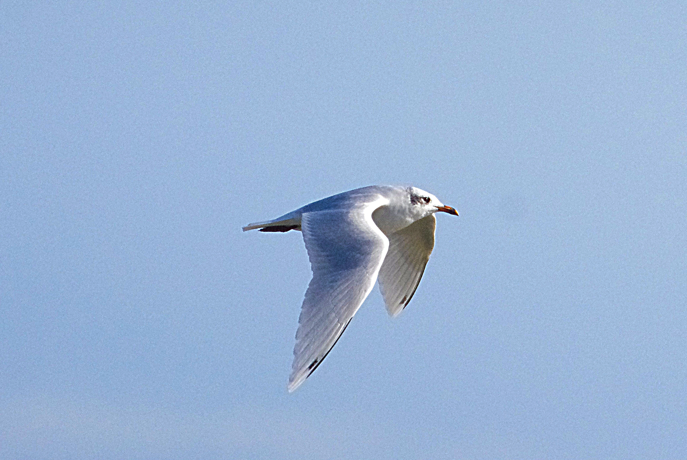MEDITERRANEAN GULL . BOWLING GREEN MARSH . TOPSHAM . DEVON . 1 / 11 / 2022