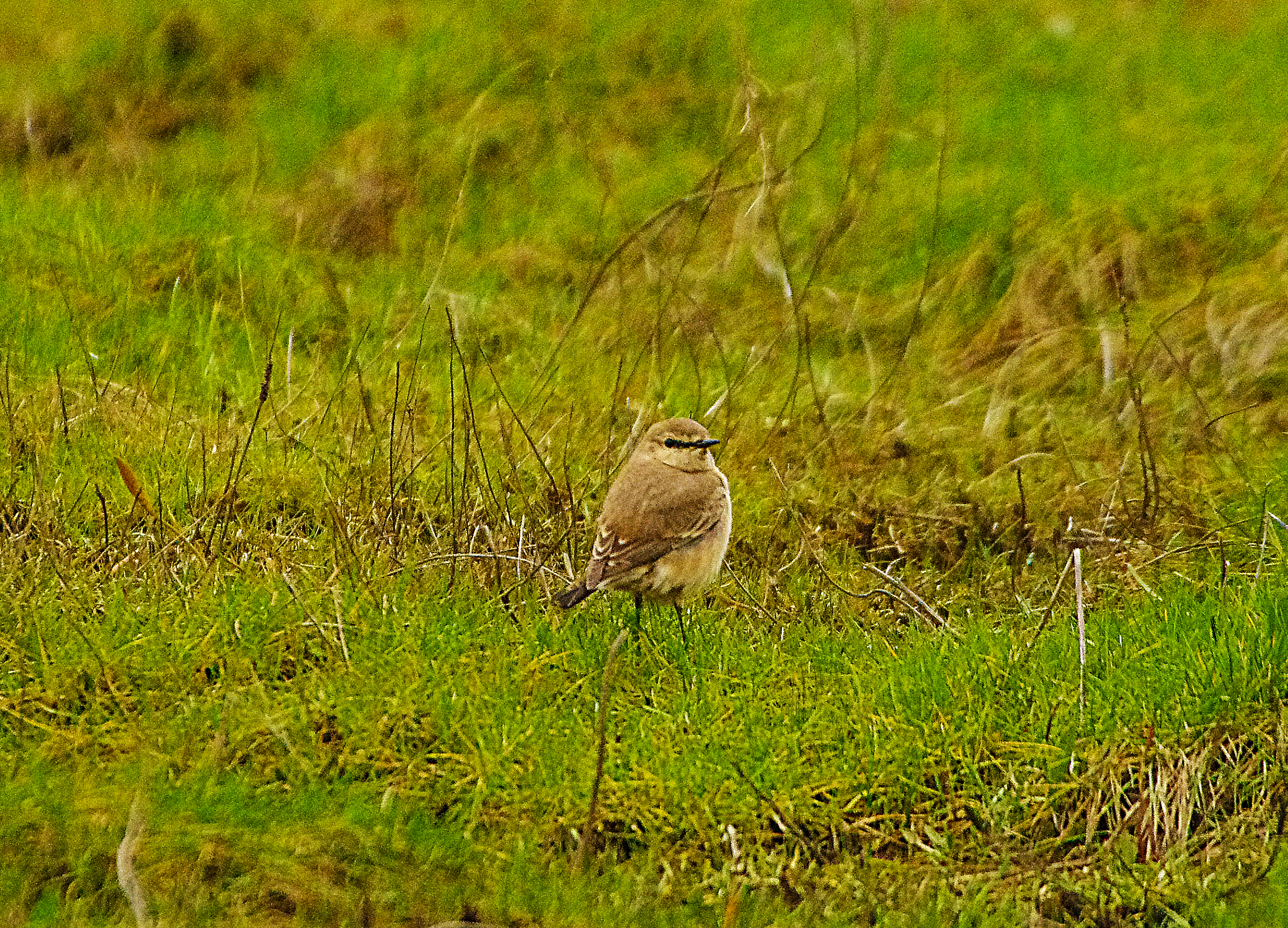 ISABELLINE WHEATEAR . COLYFORD COMMON . DEVON . ENGLAND . 4 / 1  / 23