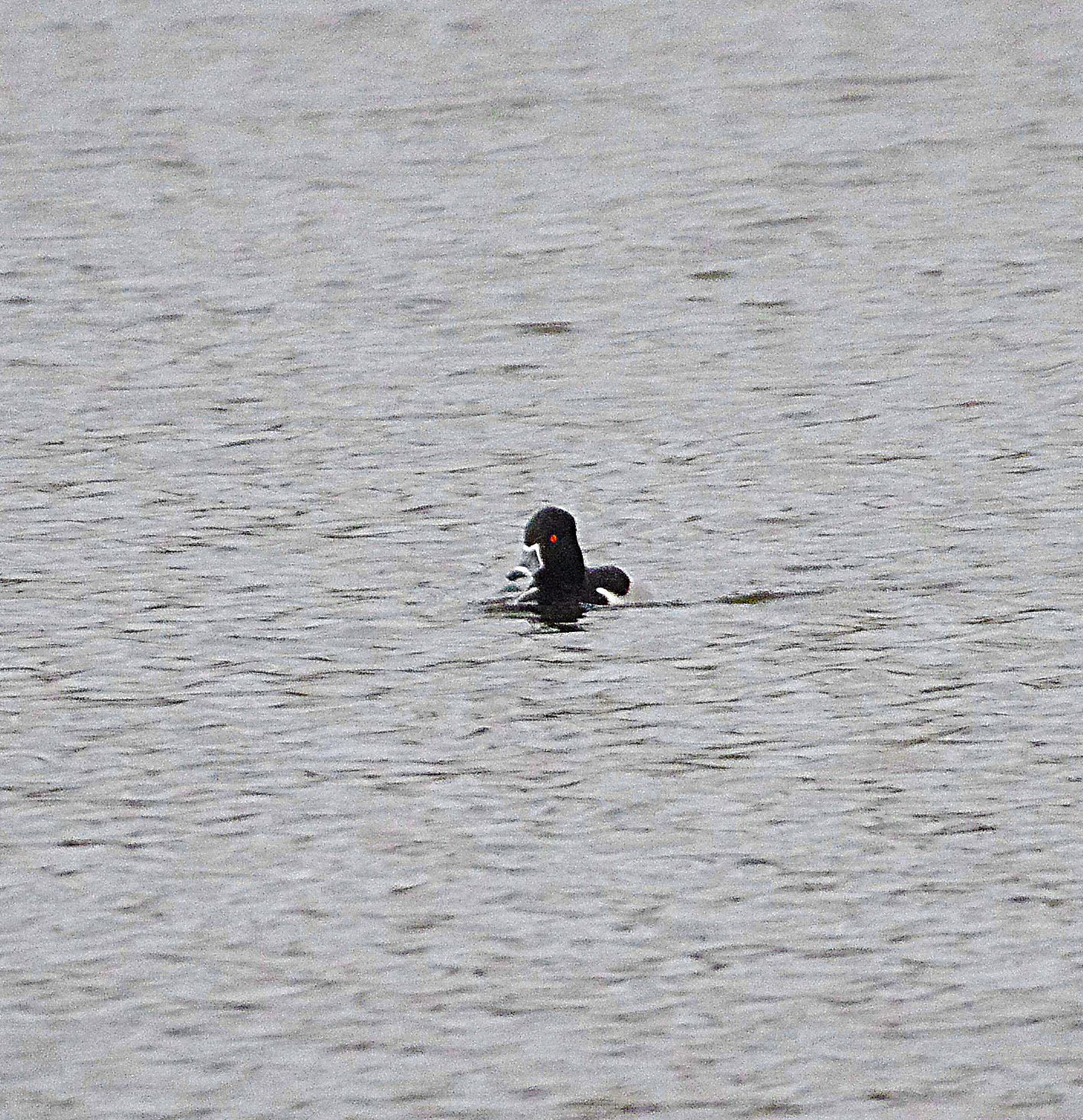 RING-NECKED DUCK . BEESANDS LEY . DEVON.j 6 / 1 / 23