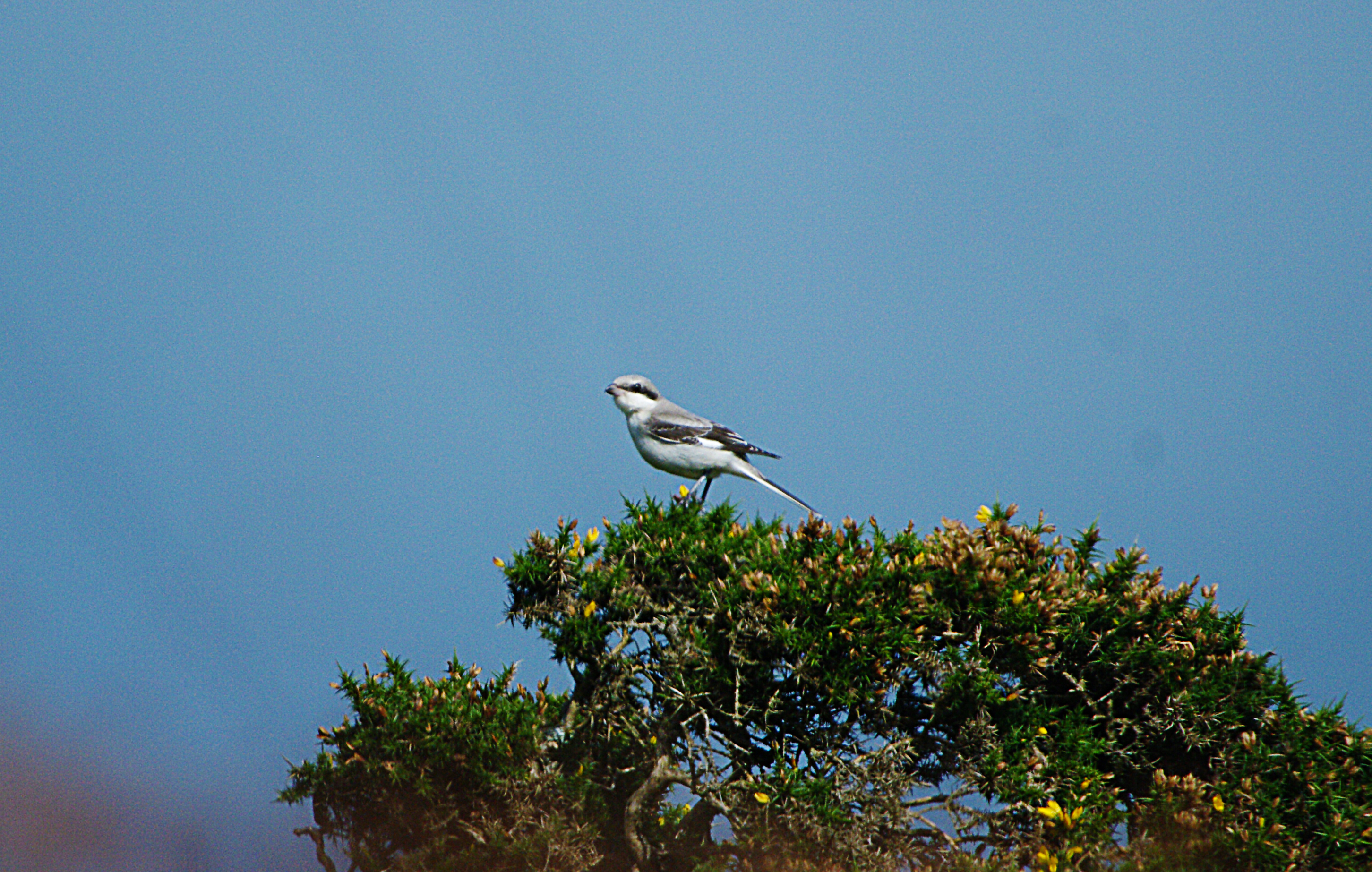 LESSER GREY SHRIKE . MINIONS . CORNWALL . 29 / 9 / 23