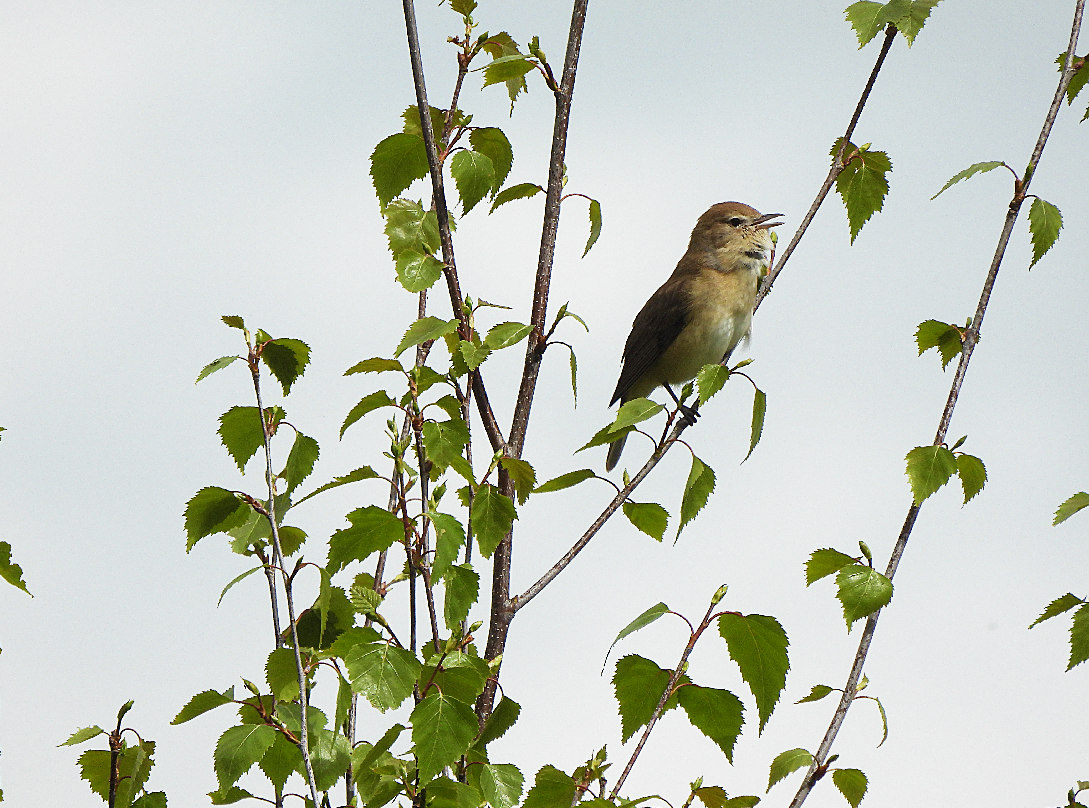 GARDEN WARBLER . YARNER WOOD . DEVON . 1.5.24.jpg