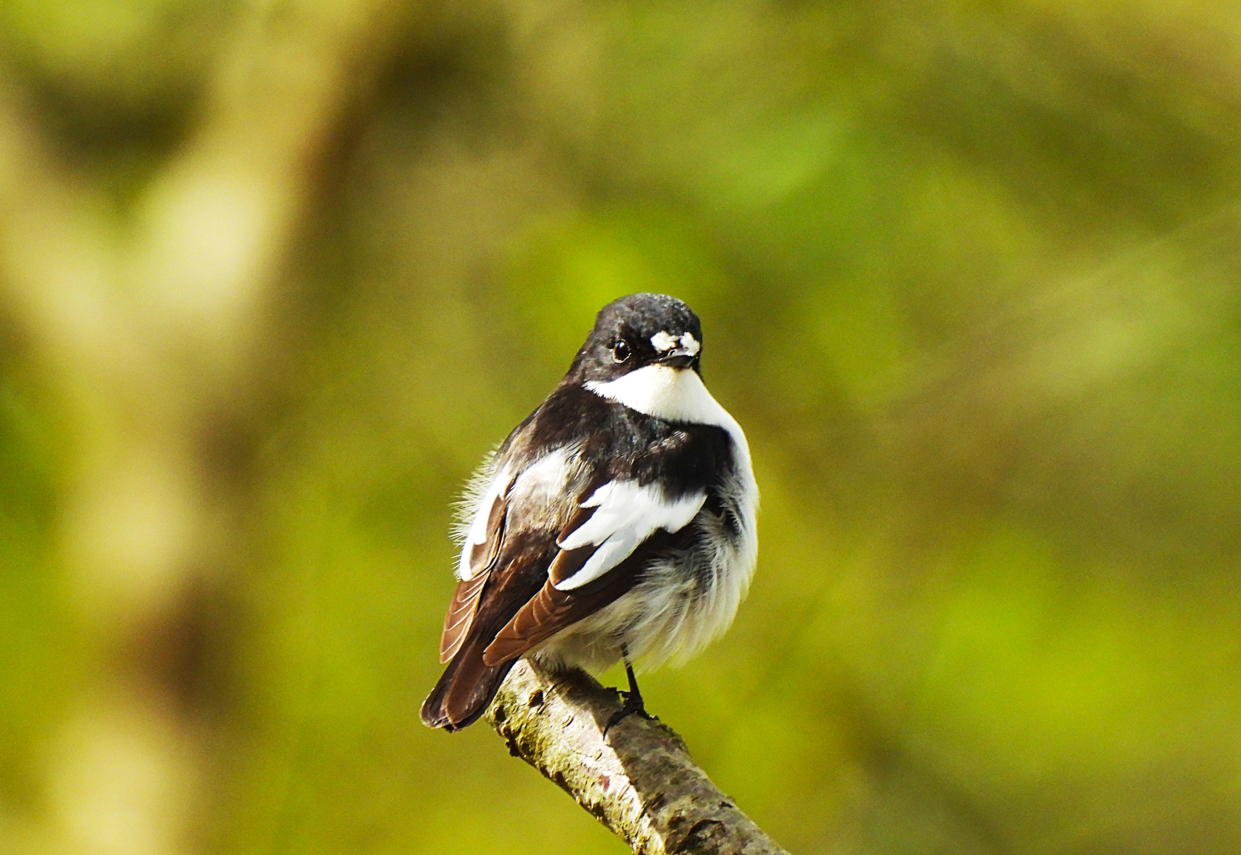 PIED FLYCATCHER . YARNER WOOD . DEVON . 1.5.24.jpg