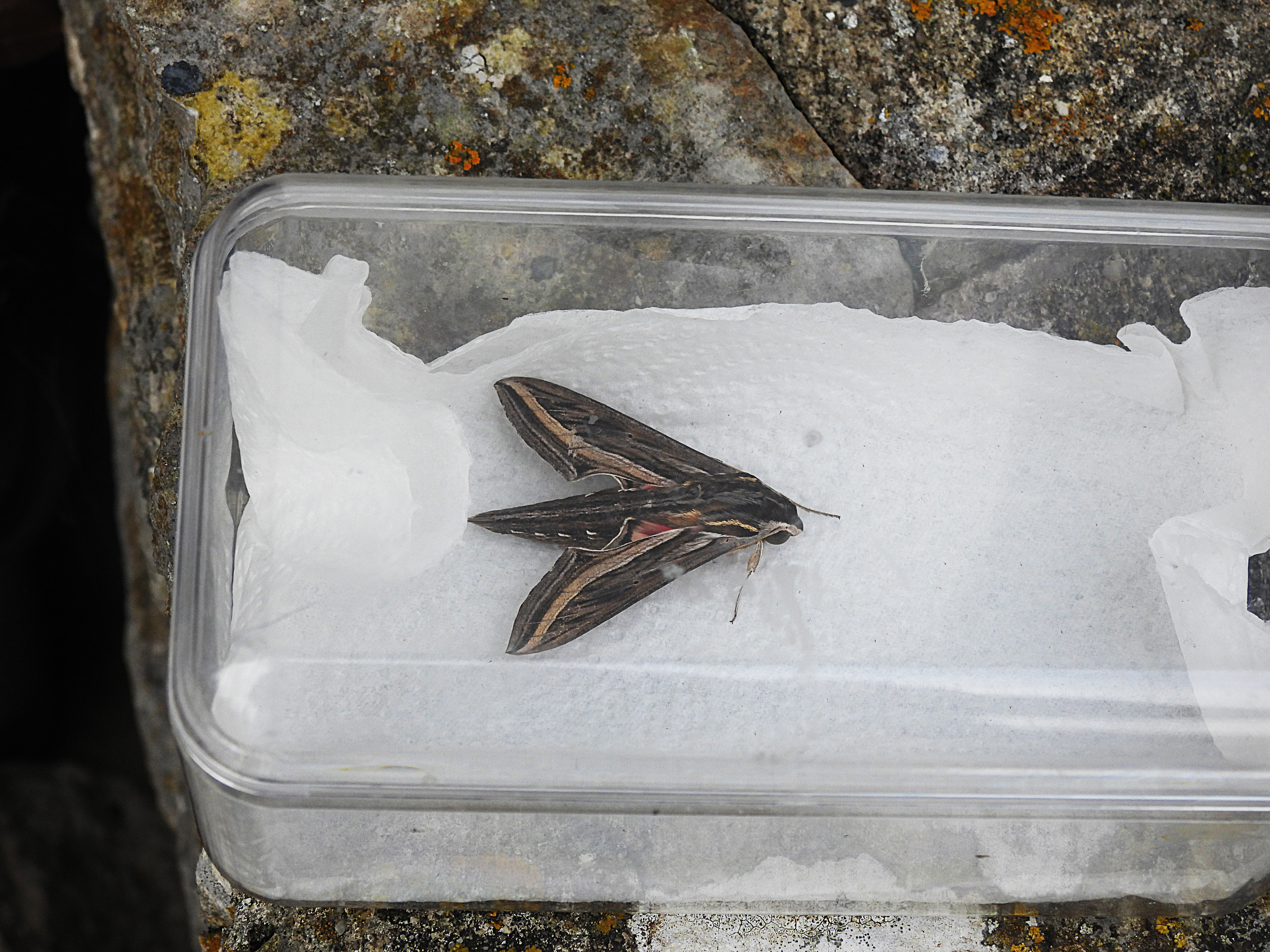 SILVER-STRIPED HAWKMOTH . PORTLAND OBS . DORSET . 29 . 10 . 2024.jpg