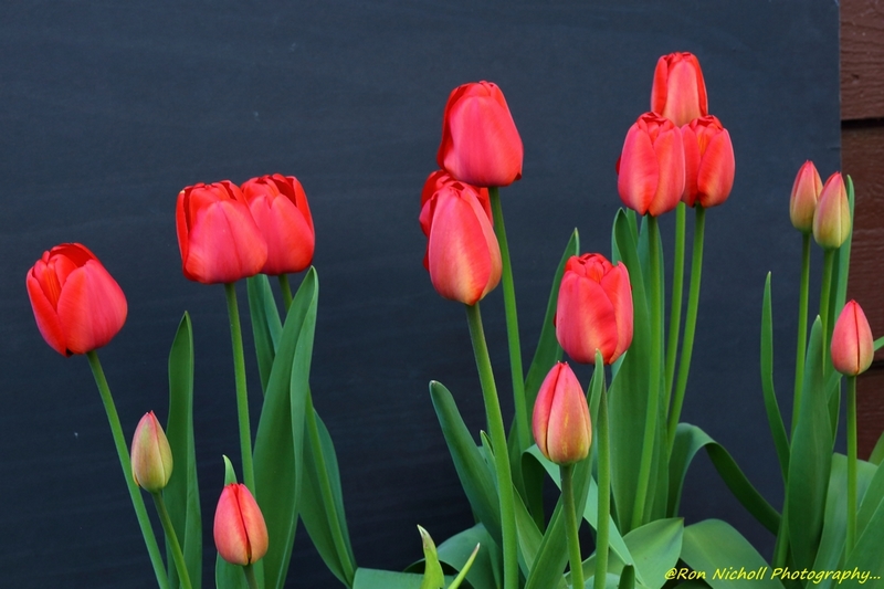 7-WileyPost_Tulipanes_17may2020_0307 [1024 x 768 y] [800 x 600 Pb].JPG
