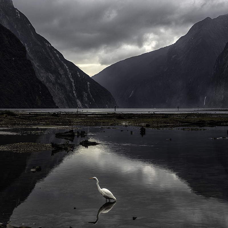 Day_7_Milford Sound 16 Mar 2018_D1A5139V2s.jpg