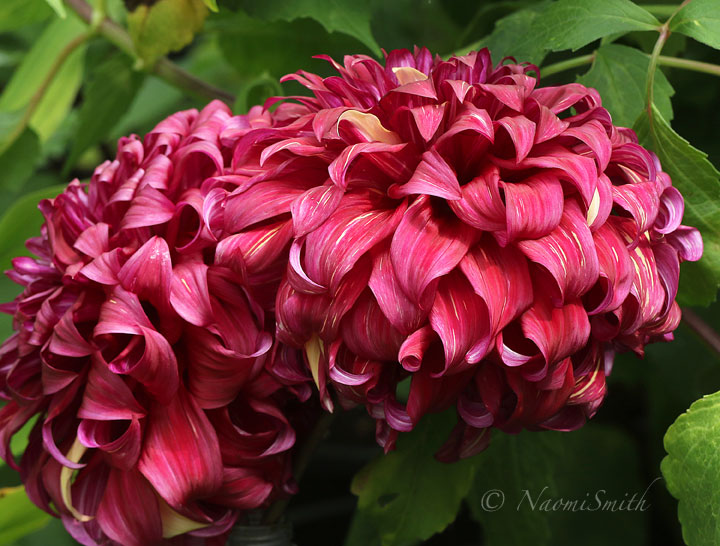 Dahlia Bohemian Spartacus S17 #7695