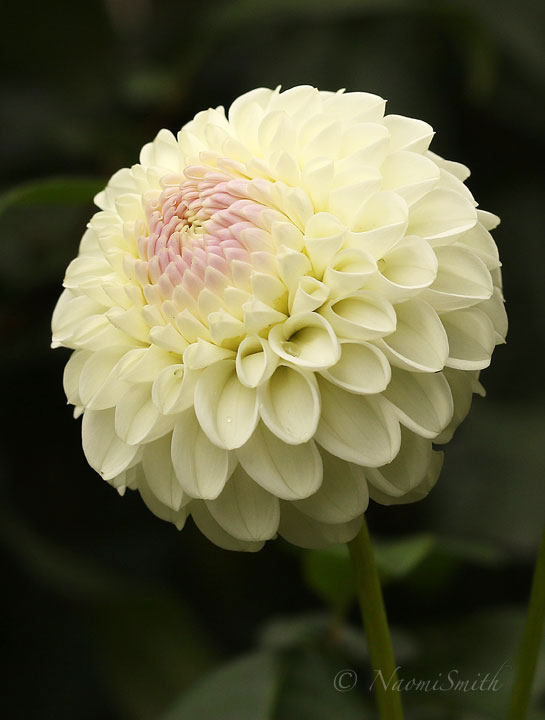Dahlia Hollyhill Miss White O18 #9480