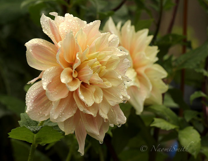Dahlia Breakout S18 #8400