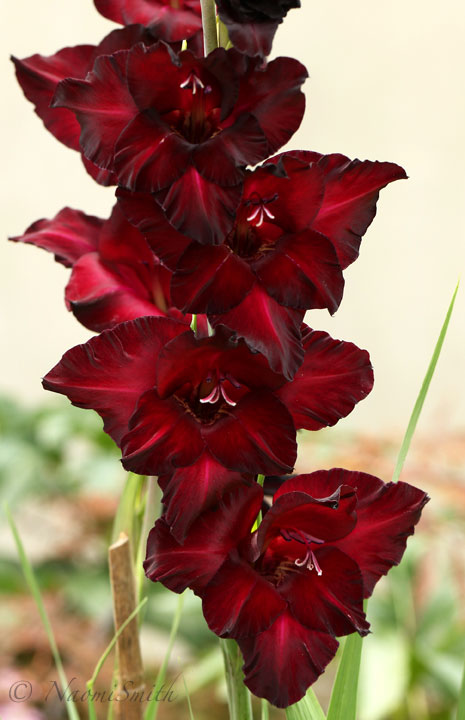 Gladiolus Black Jack JL20 #125