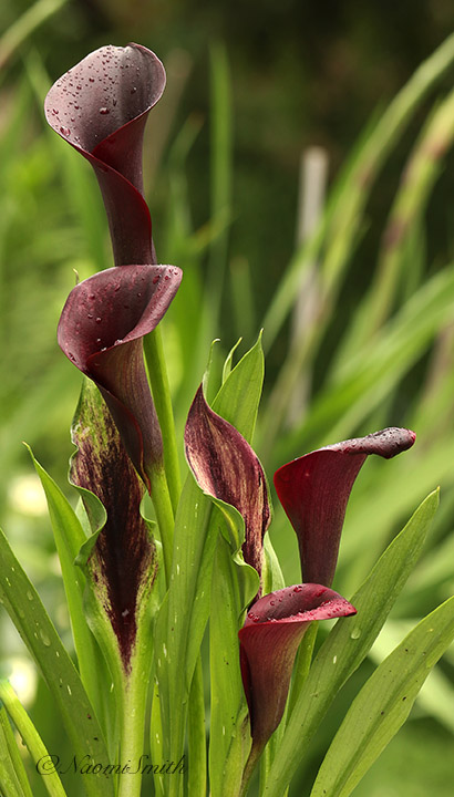 Calla Lily Memories JL20 #9017