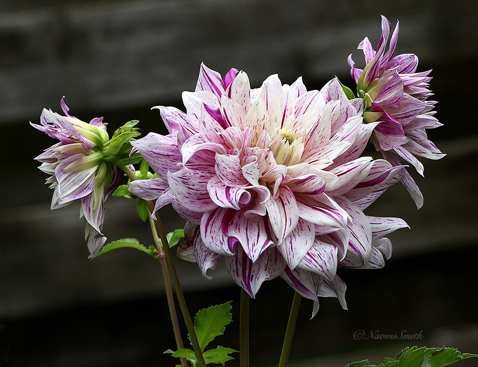 Dahlia Bristol Stripe O21 #8876