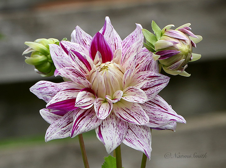 Dahlia Bristol Stripe O21 #8846