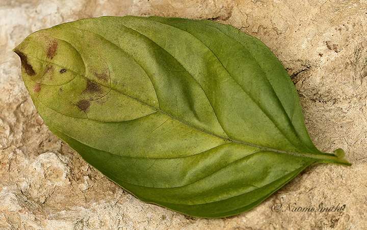 Basil with Downy Mildew JL19 #1857