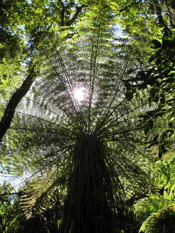 Egmont National Park rainforest