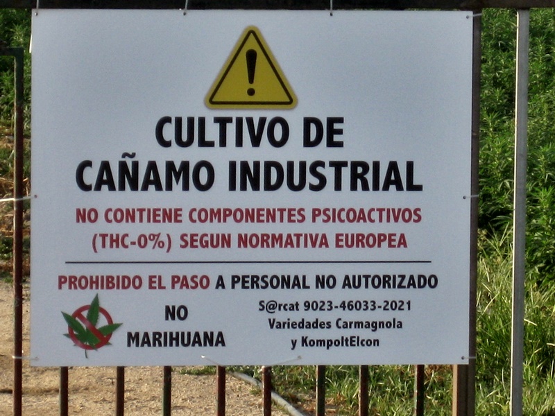 Cultivating Industrial hemp
