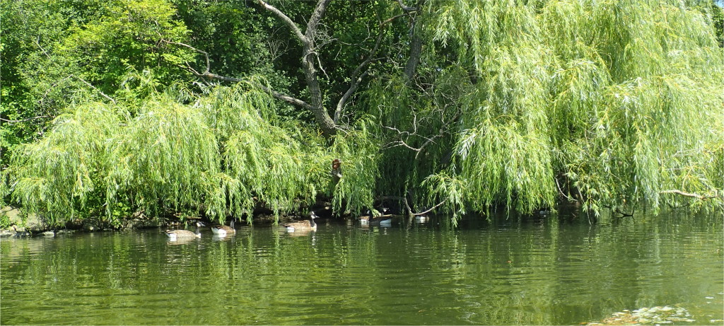 MUM AND THE KIDS OUT FOR A SWIM