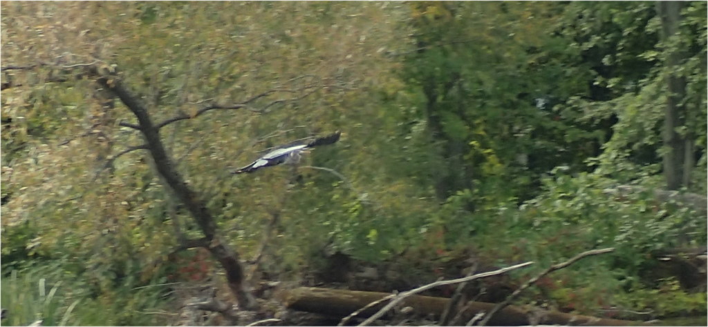 BLUE HERON IN FLIGHT