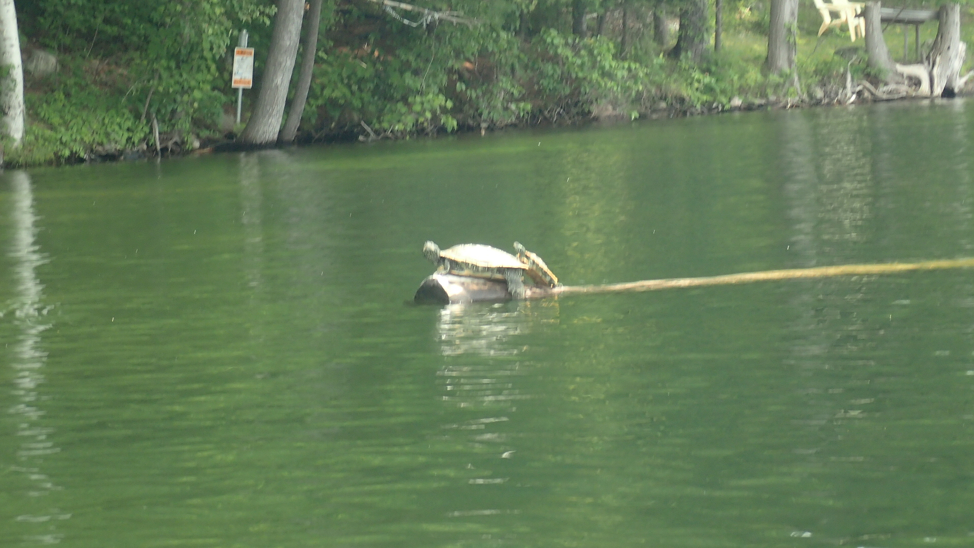 Mom turtle and baby
