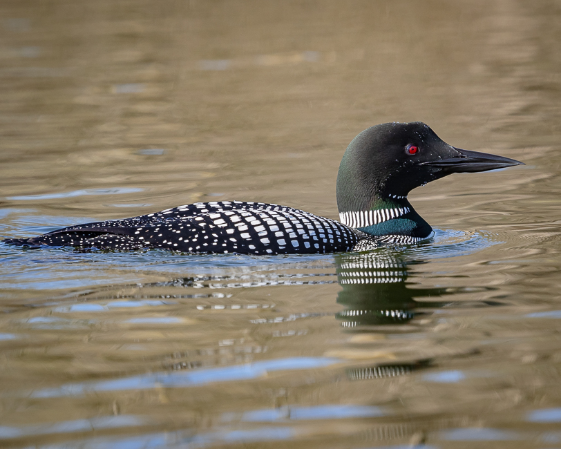 Common Loon