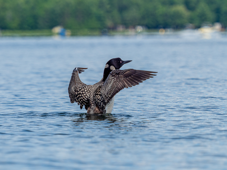 Common Loon
