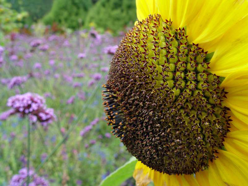 Sunflower/ f717