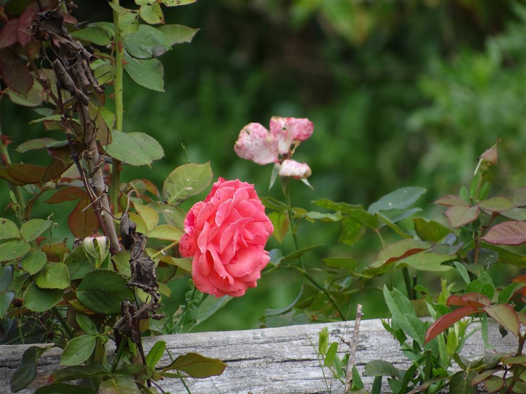 September 25, 2022<br><font size=2>Random Beauty</font>
