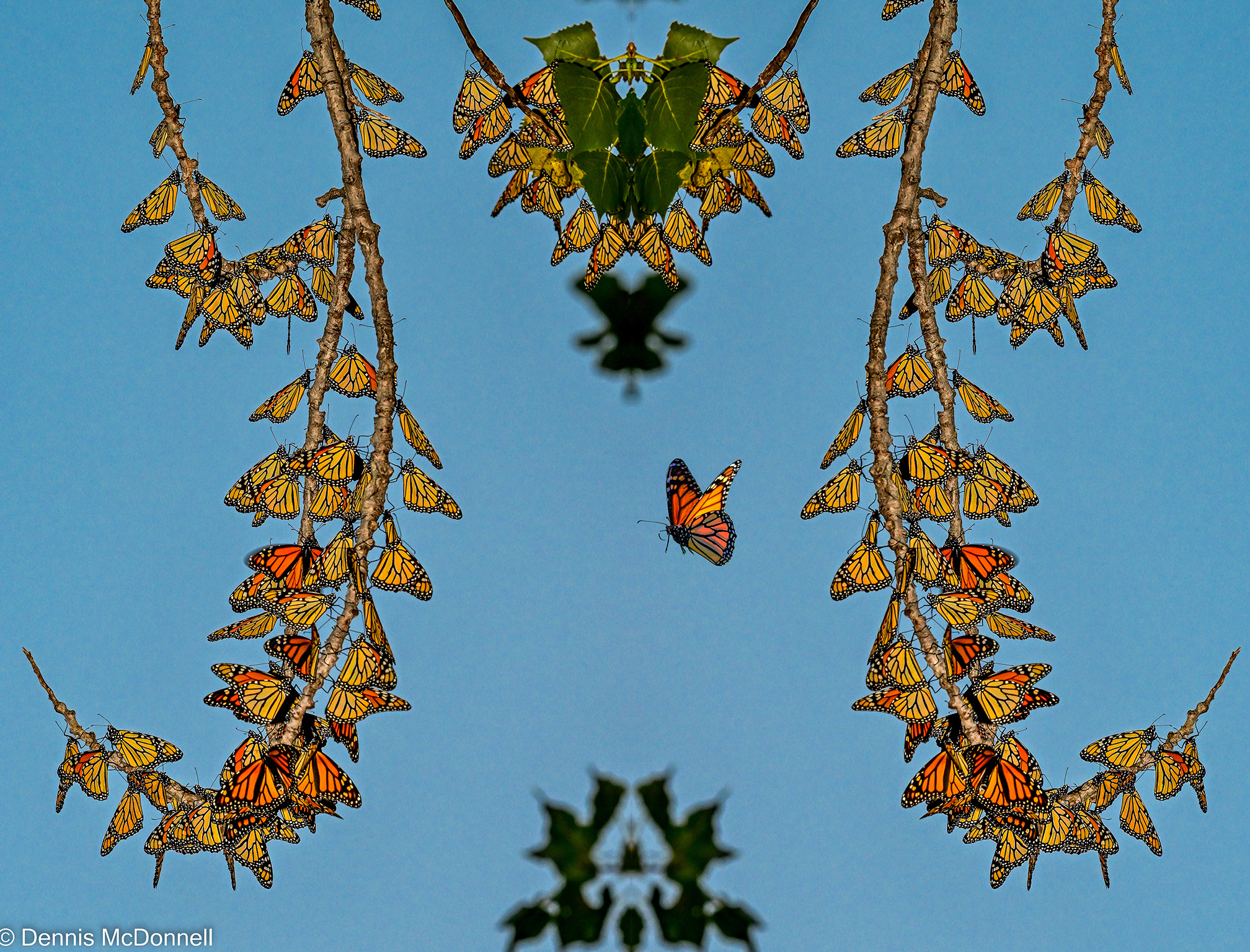Monarch symmetric.jpg