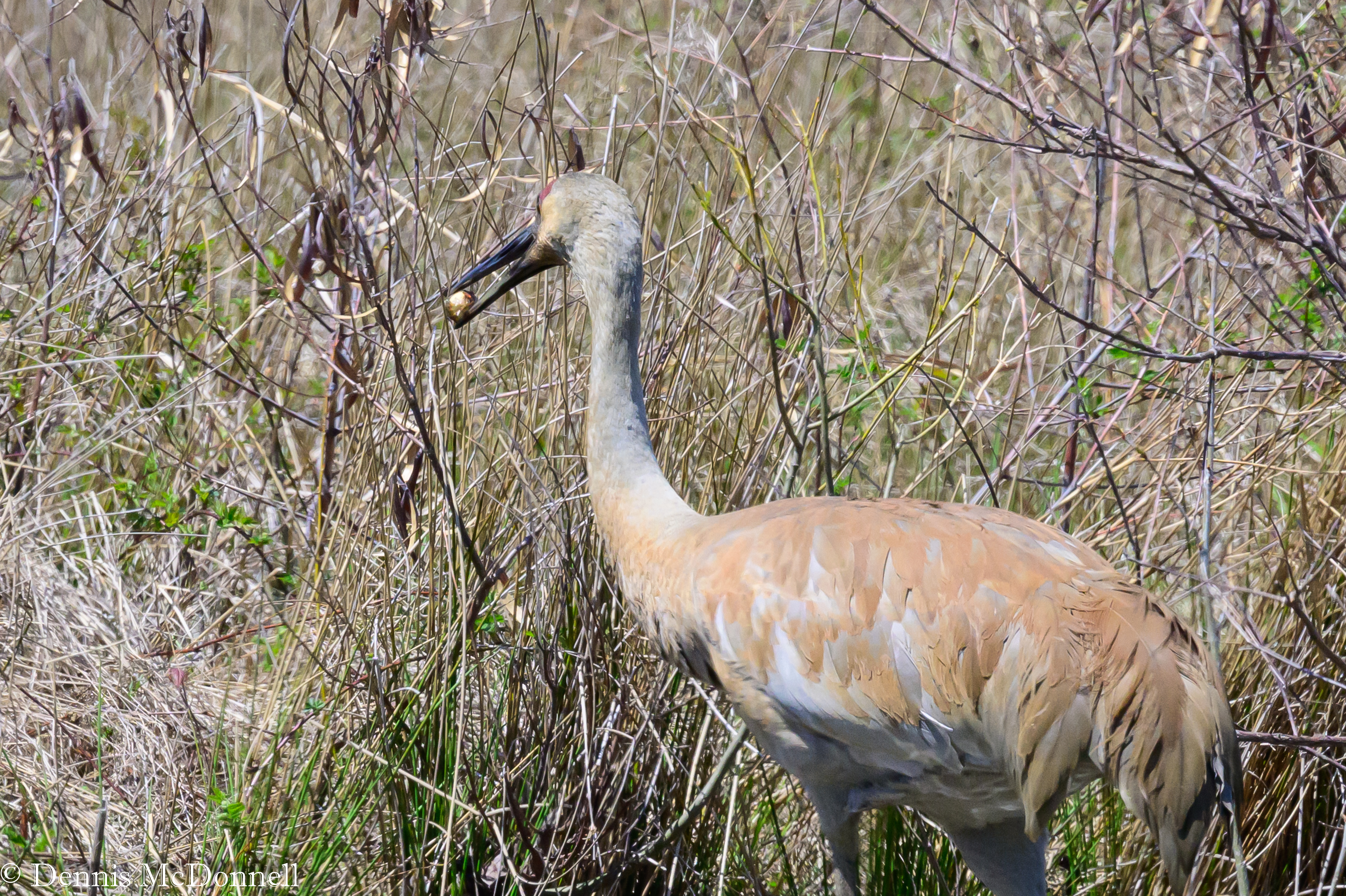DSC_9276.JPG