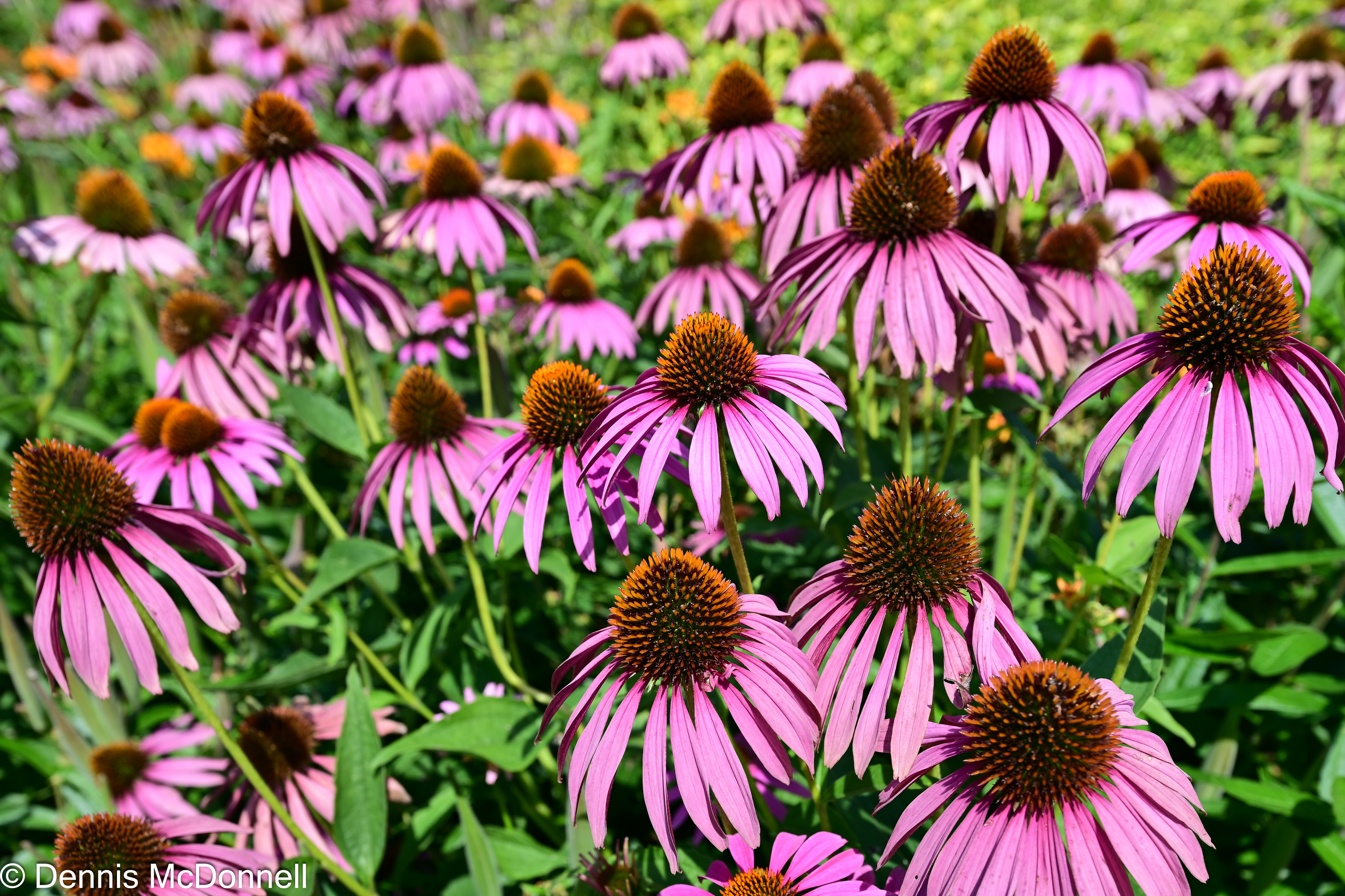 DSC_0278.JPG