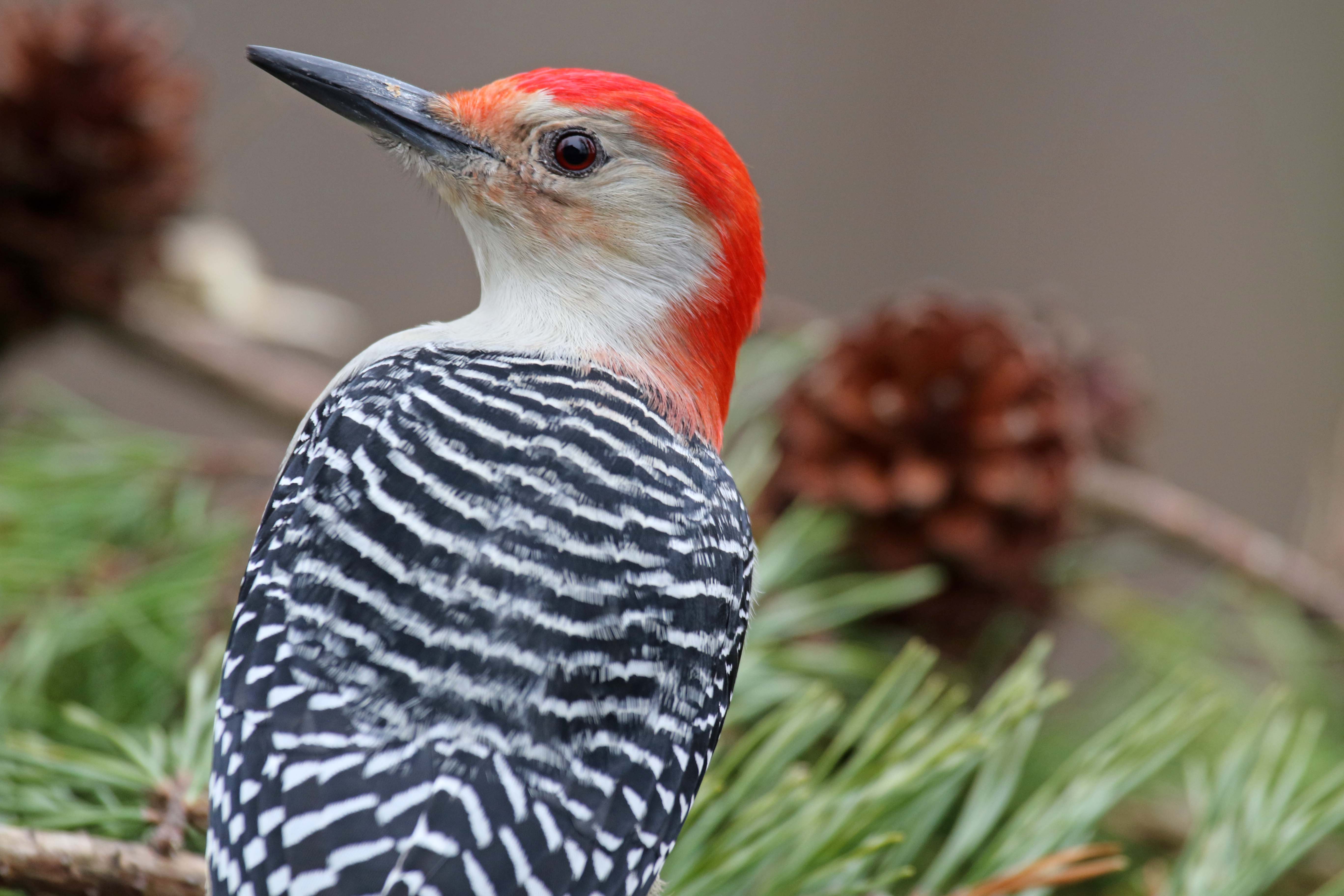 Red-bellied Woodpecker