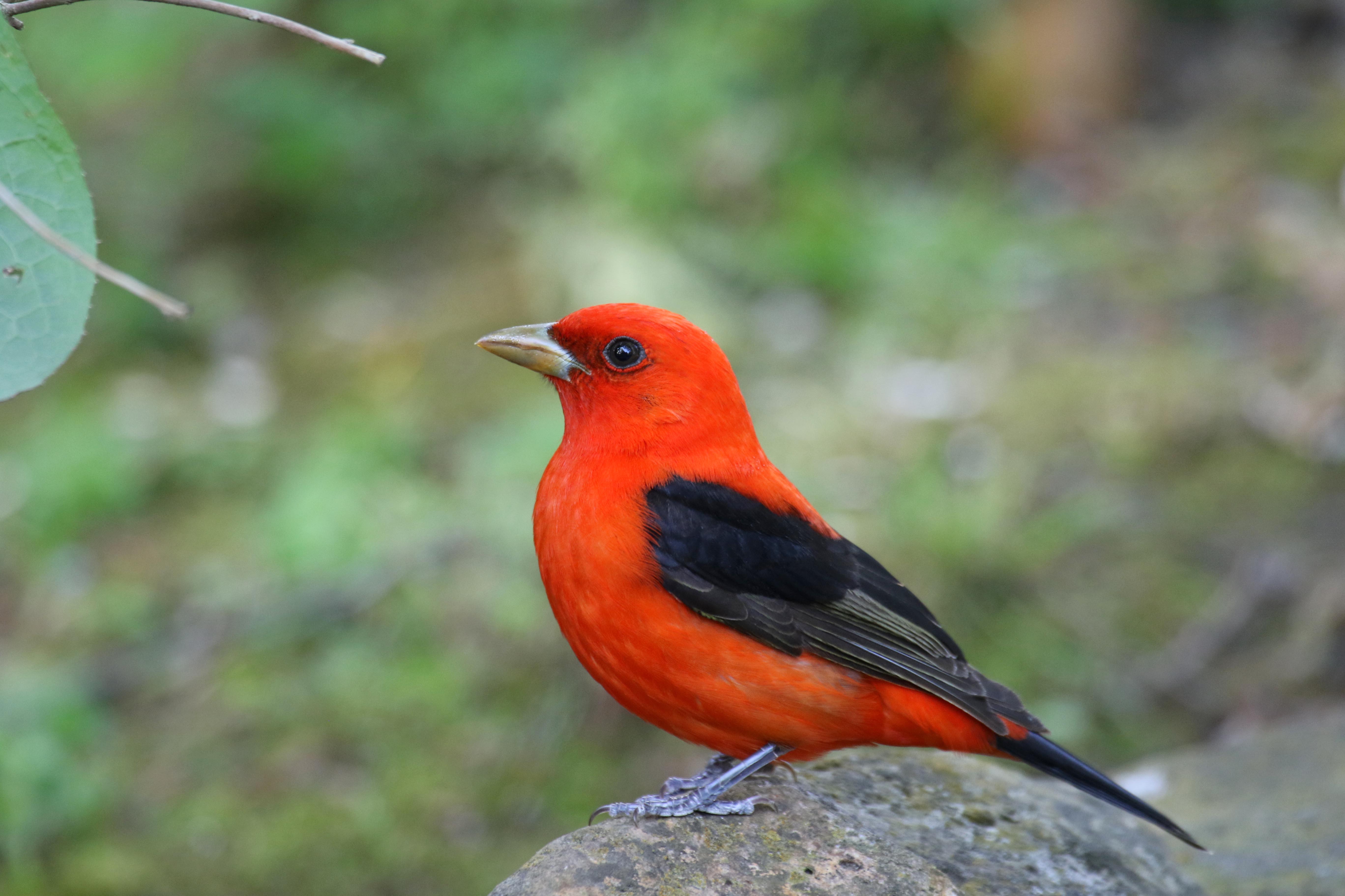 Scarlet Tanager