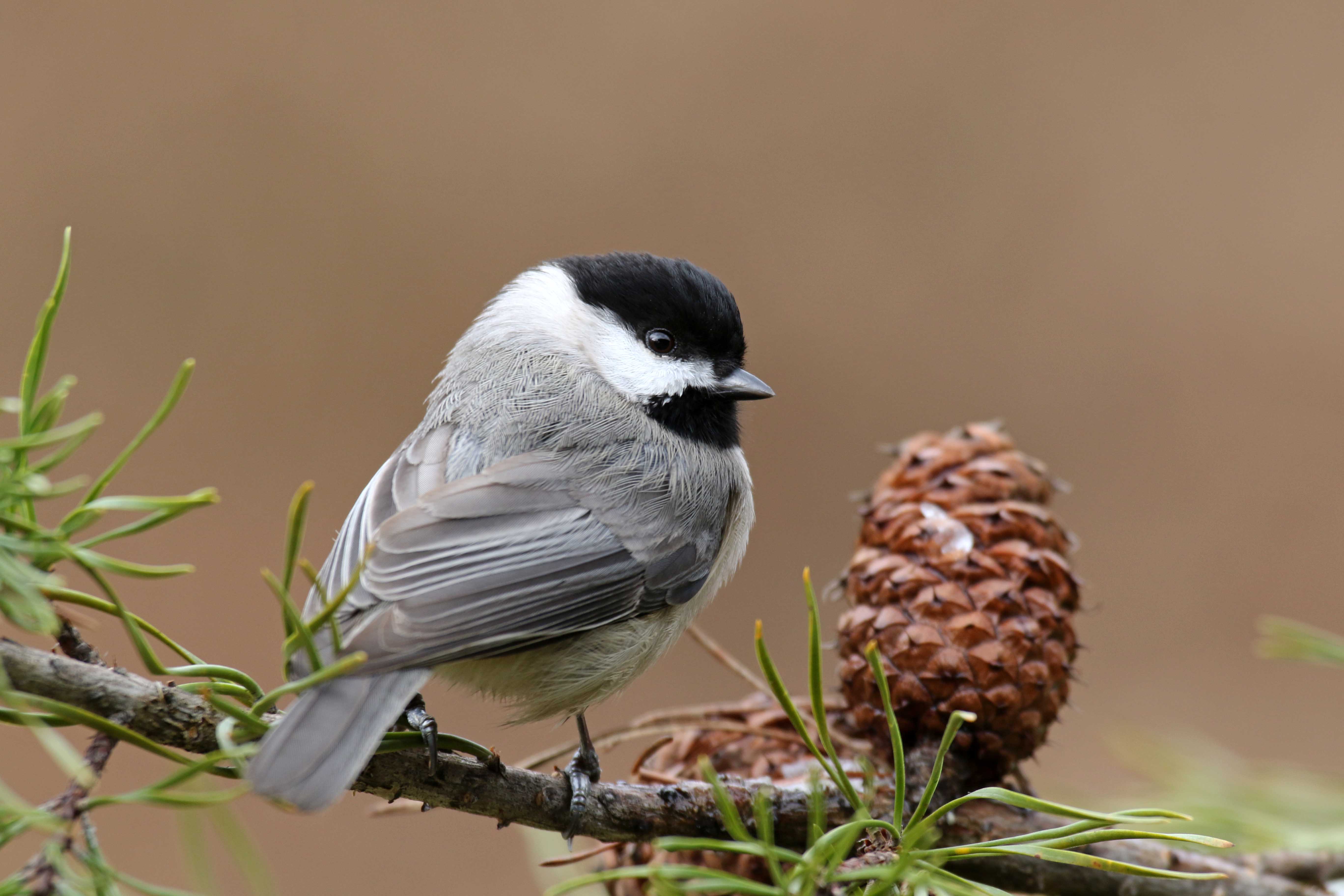 Carolina Chickadee