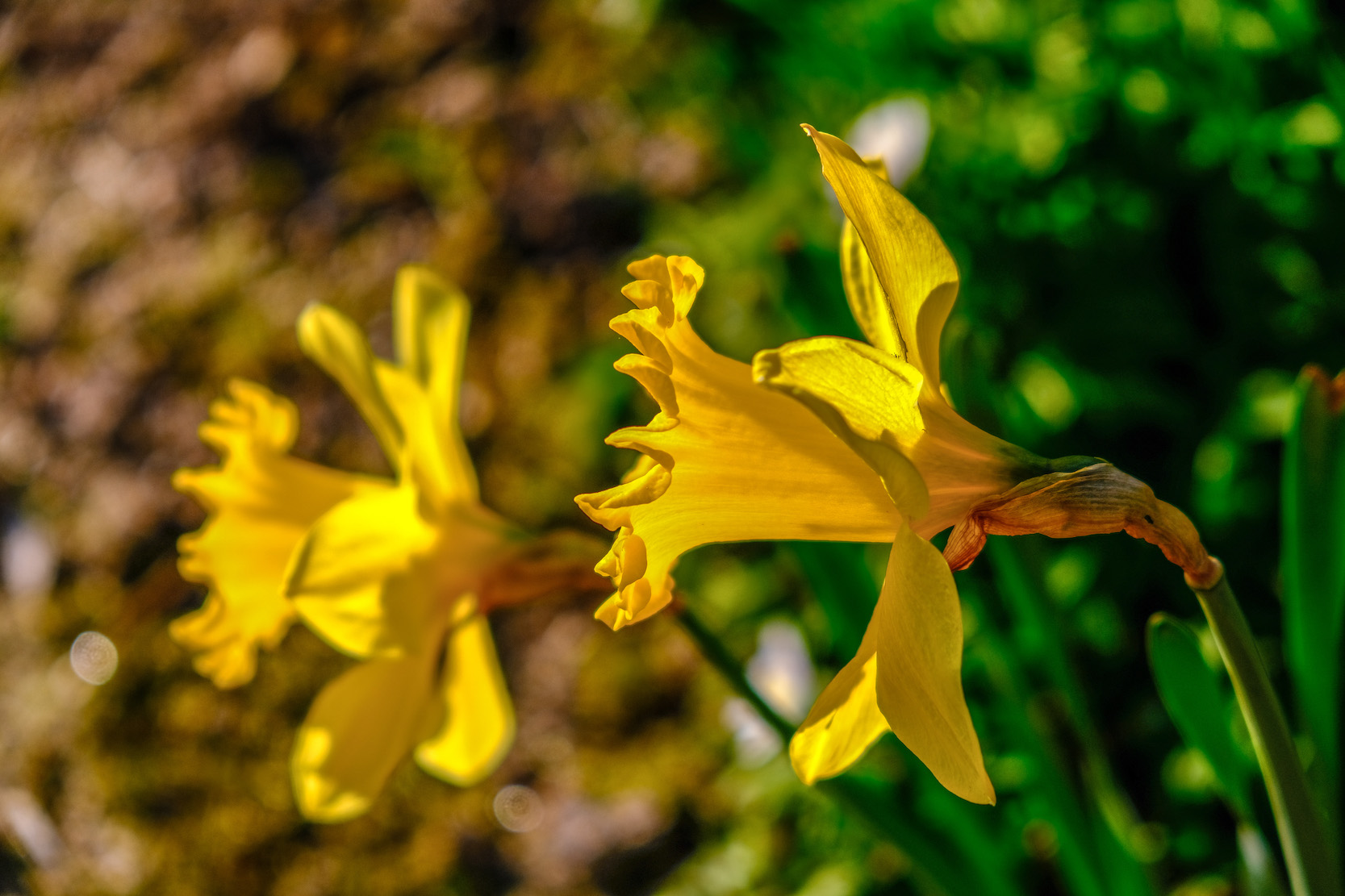 jonquilles