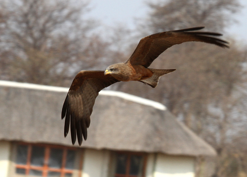 Yellow-billed Kite, Nxai Pan NP, 30 Sep 2018