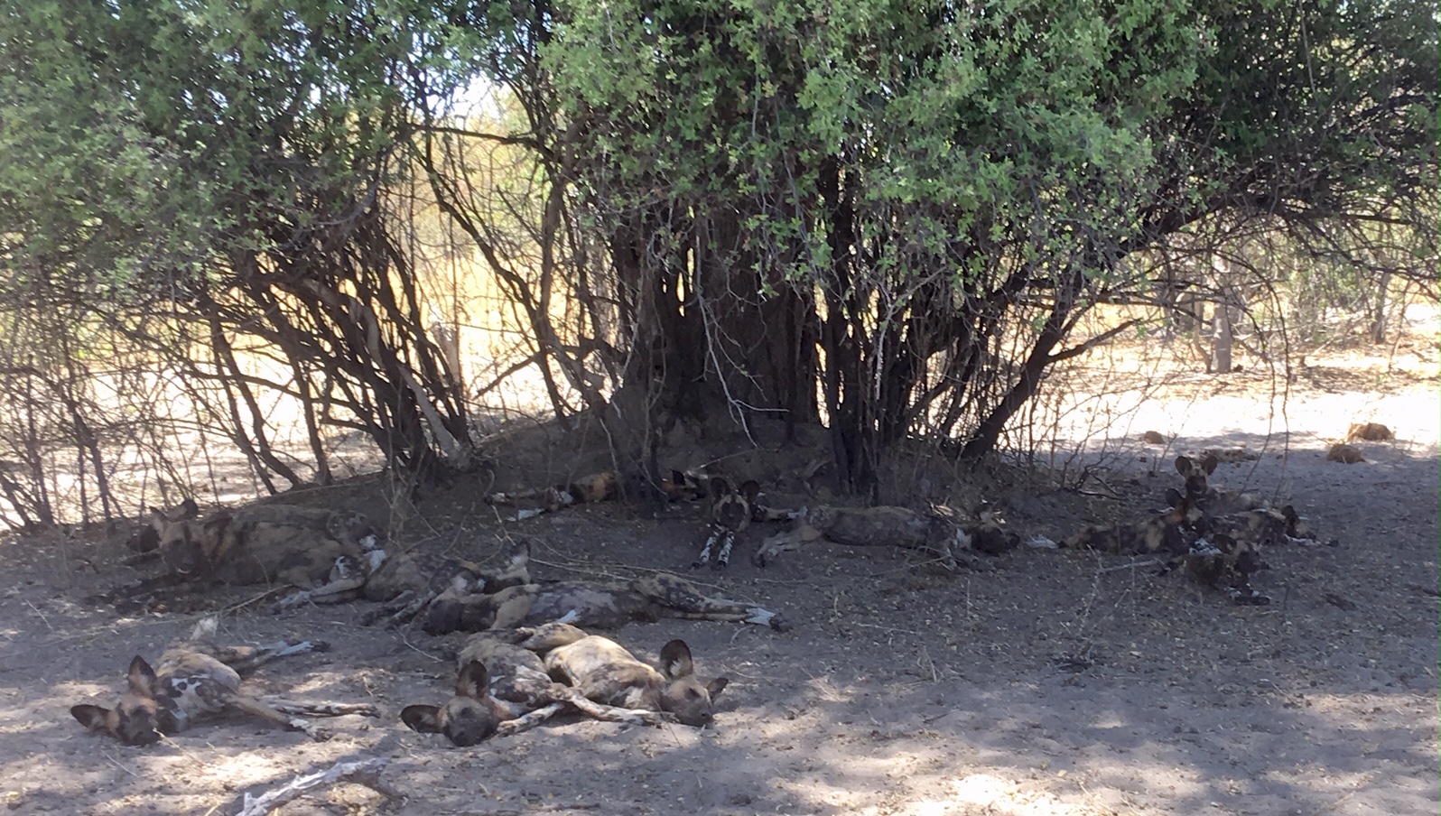 African Wild Dogs, Moremi Game Reserve, 3 Oct 2018