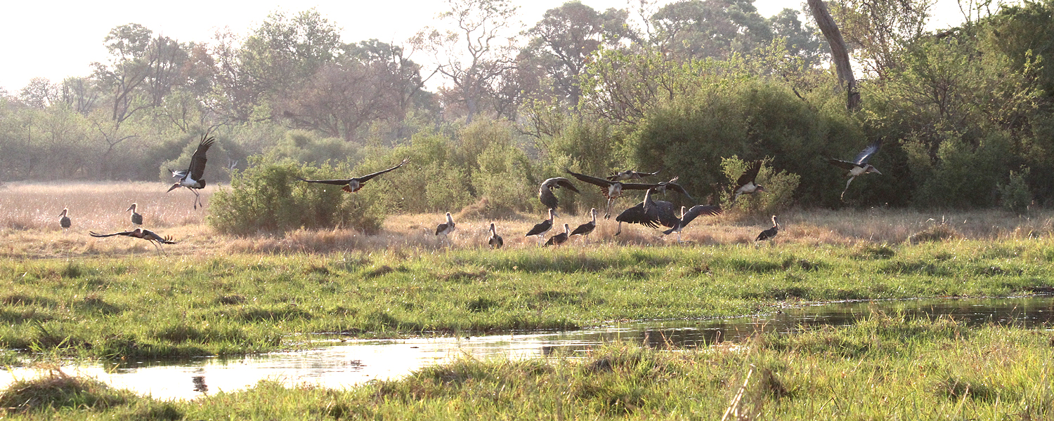 Marabou Storks at dusk, Moremi Game Reserve, 4 Oct 2018