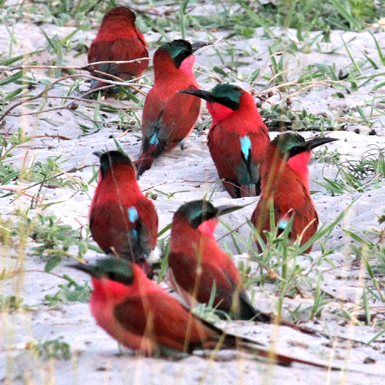 Southern Carmine Bee-eaters, vicinity of Lagoon Lodge, 7 Oct 2018