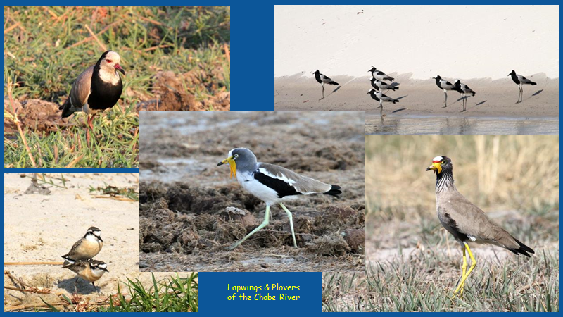 Lapwings & Plovers of the Chobe River