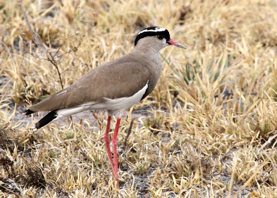 Crowned Lapwing, Nxai Pan NP, 28 Sep 2018