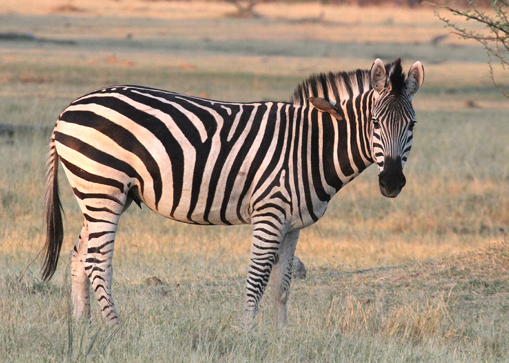Burchells Zebra, Moremi Game Reserve, 2 Oct 2018
