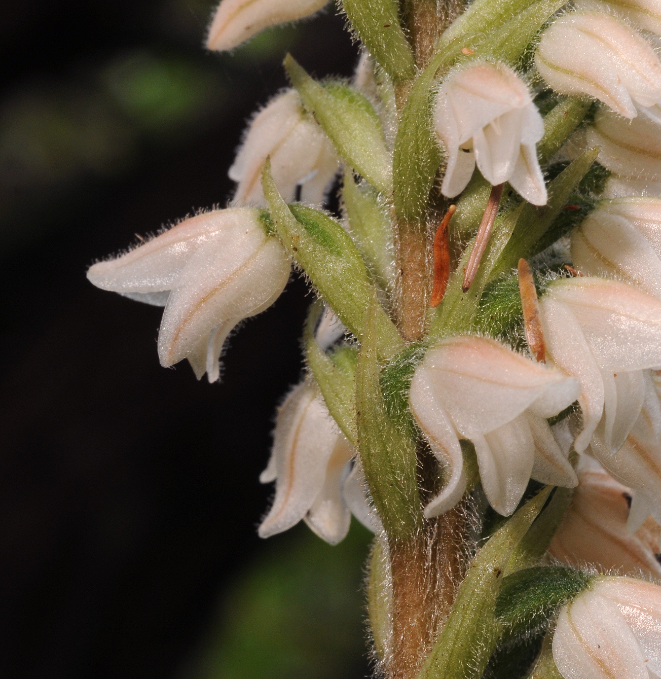 Goodyera macrophylla. Close-up.