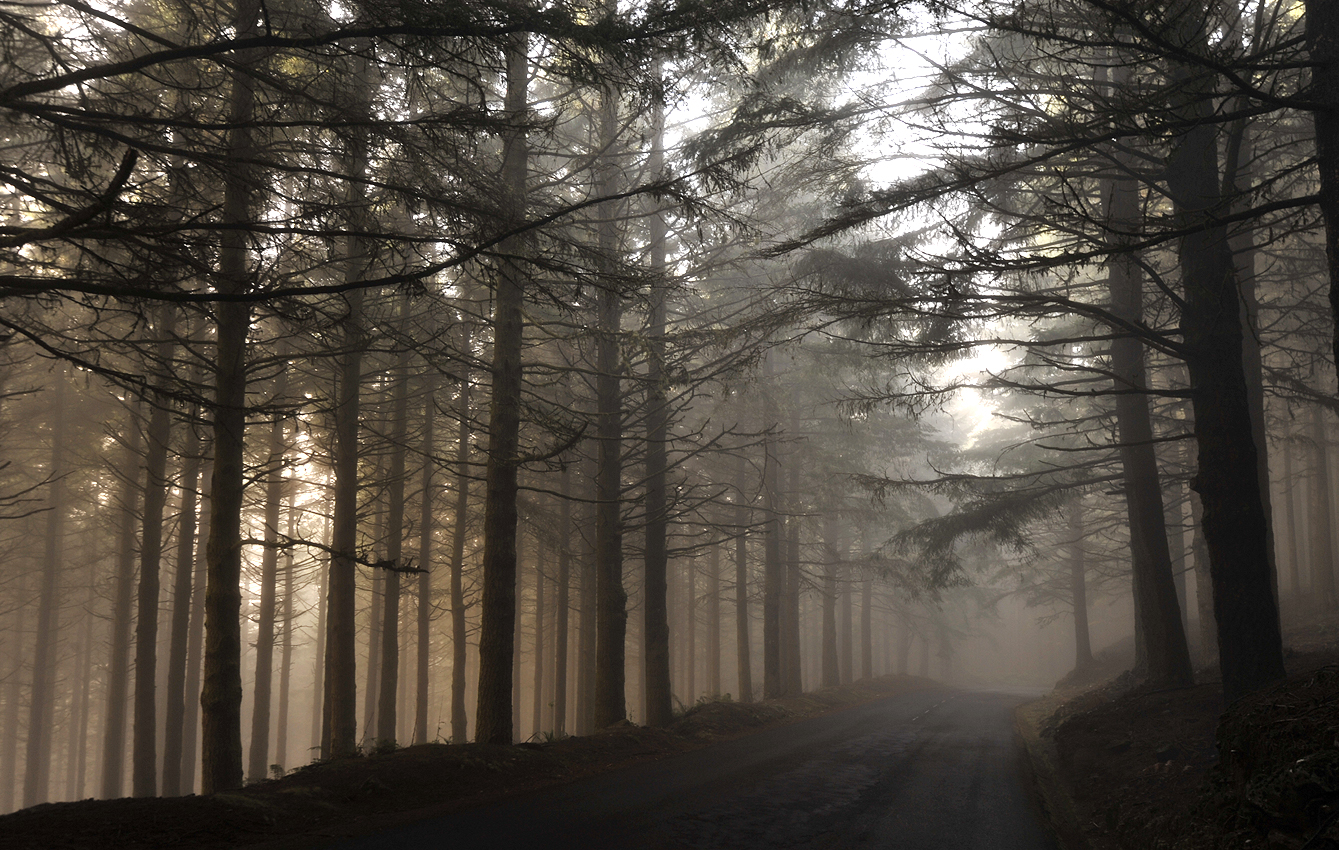 spruce_plantation.jpg