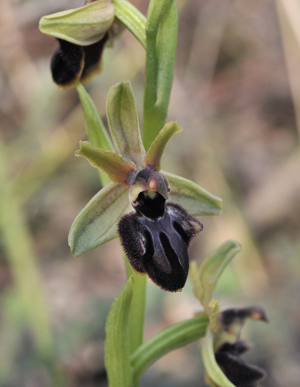 Ophrys sphegodes subsp. atrata. Close-up.