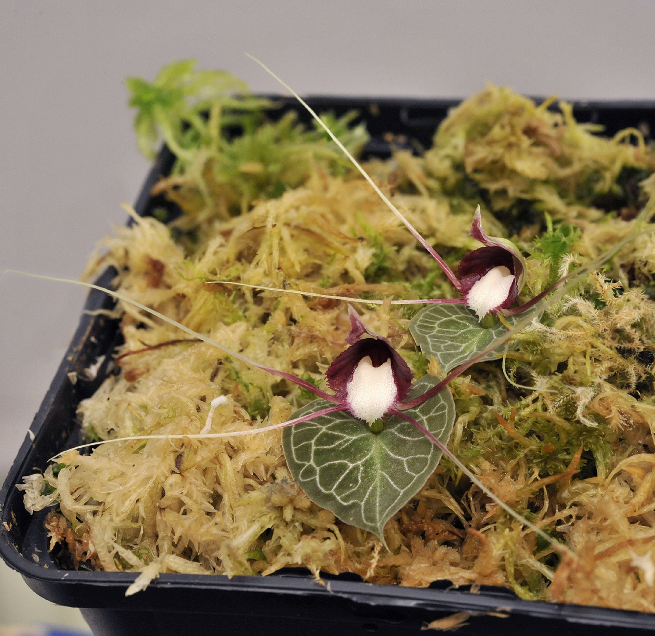 Corybas_geminigibbus.jpg