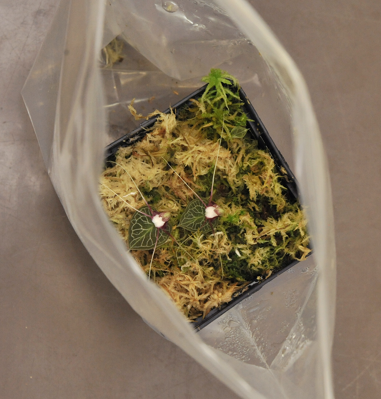 Corybas_geminigibbus._in_ziploc.2.jpg